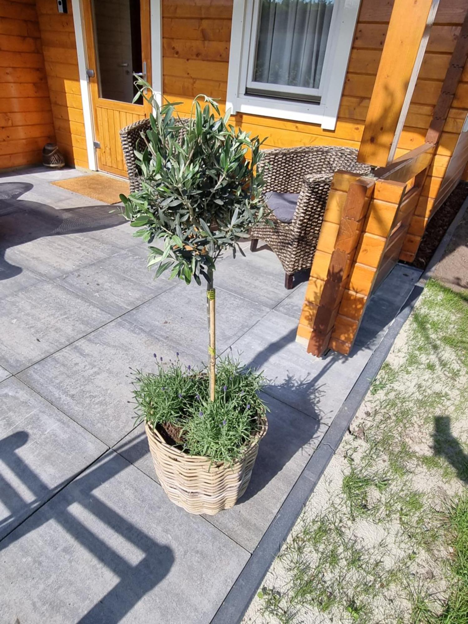 Nieuw - Luxe Blokhut Chalet In Bosrijke Omgeving Anloo Luaran gambar