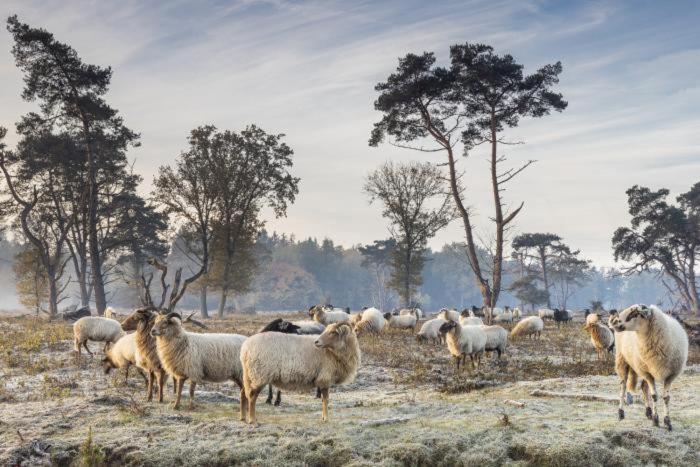 Nieuw - Luxe Blokhut Chalet In Bosrijke Omgeving Anloo Luaran gambar