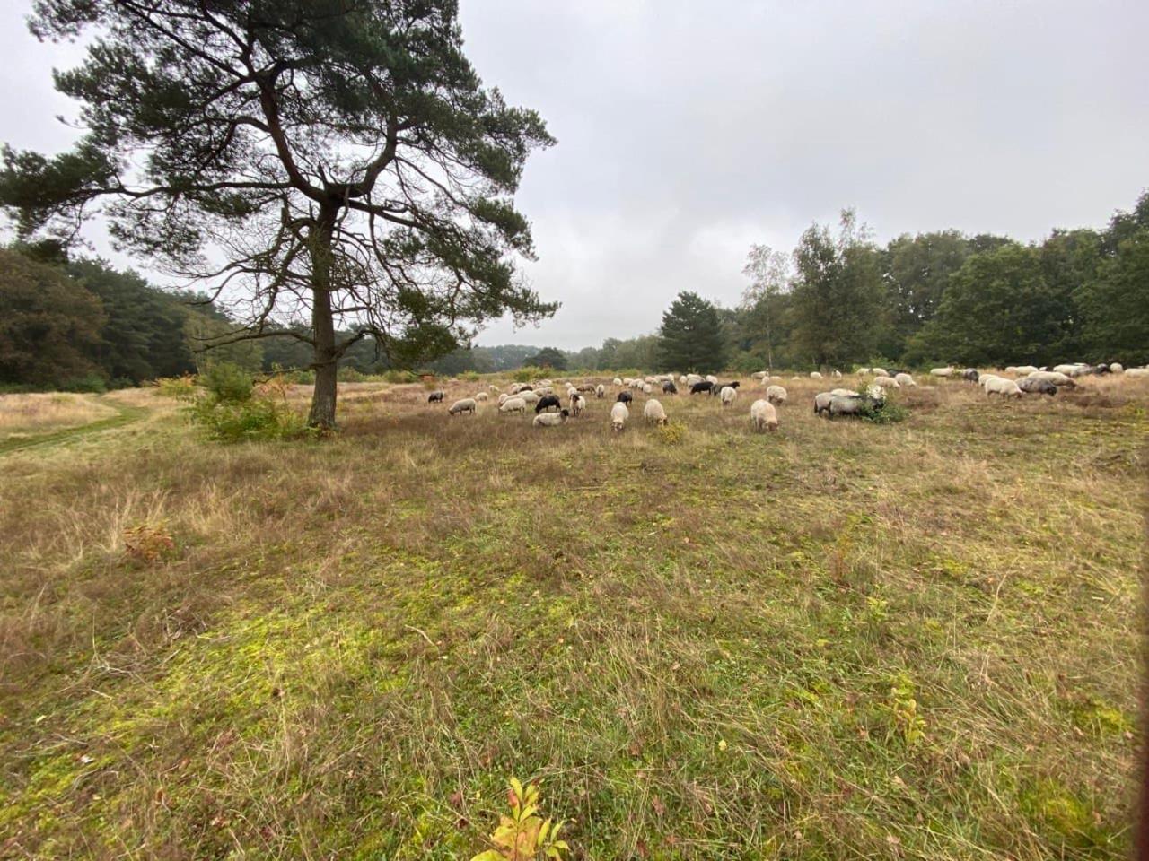 Nieuw - Luxe Blokhut Chalet In Bosrijke Omgeving Anloo Luaran gambar